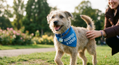 a rescued dog after recovery in a foster home