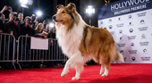 celebrity dog at a hollywood event
