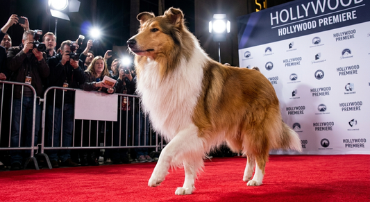 celebrity dog at a hollywood event