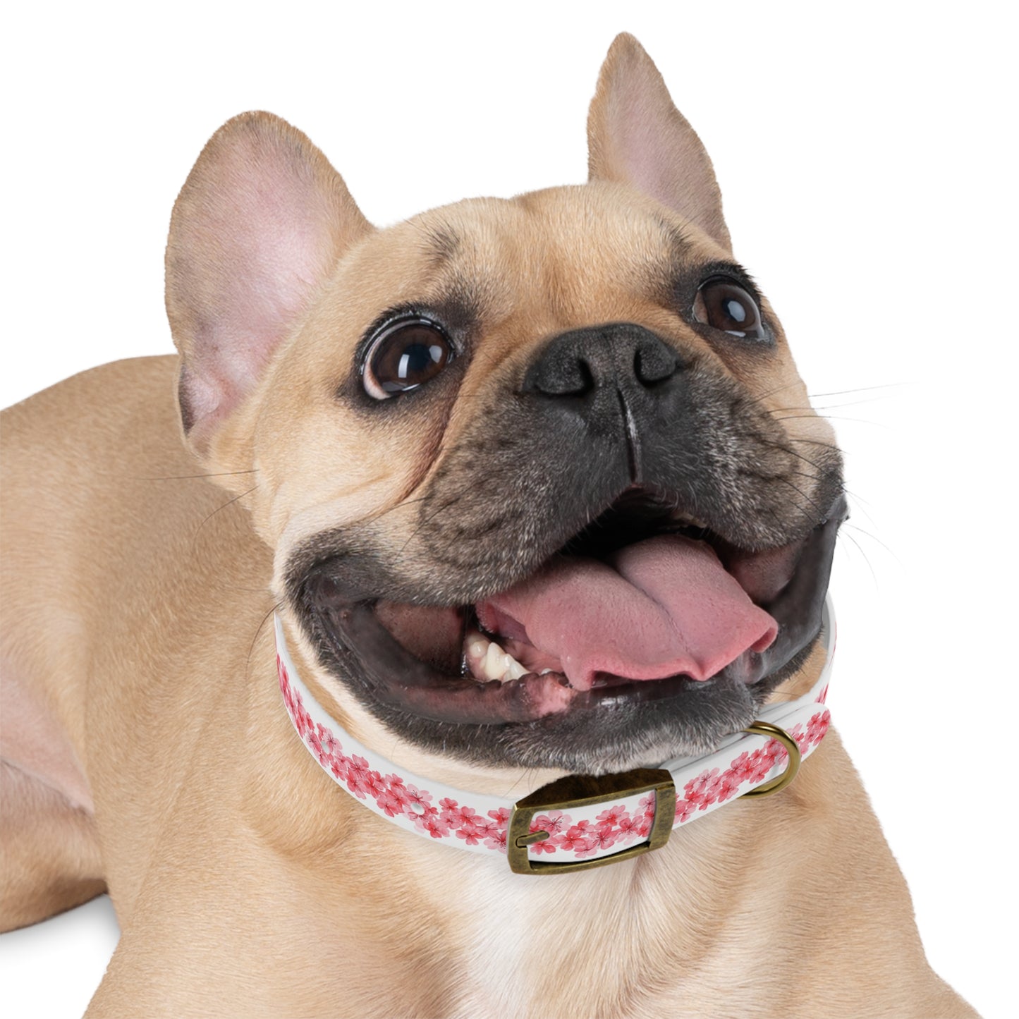 Dog Collar - Cherry Blossom